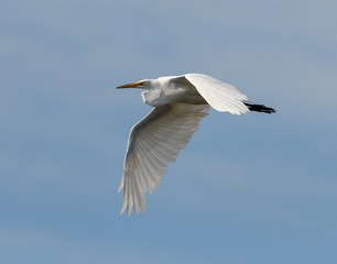 Great Egret in Flight on Blue Sky