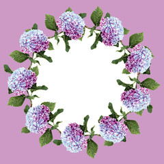 Handwork watercolor frame with blue hydrangea, isolated on lilac background. Botanical illustration - 130999089