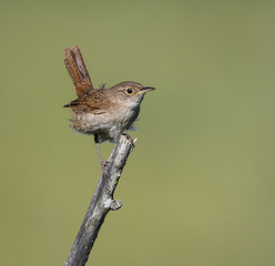 House Wren