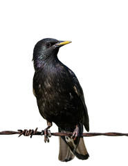 Male European Starling on White Background, Isolated