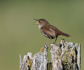 House Wren