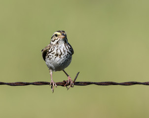 Savannah Sparrow on Green Background