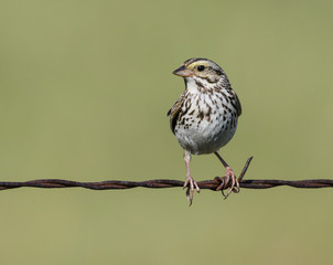 Savannah Sparrow on Green Background