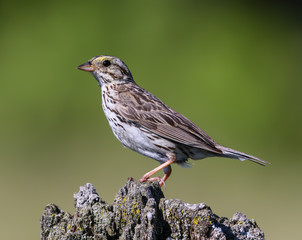 Savannah Sparrow