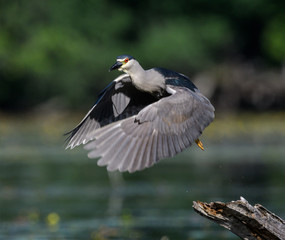 Black-crowned Night Heron in Flight