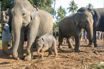 Elephants from the Pinnewala Elephant Orphanage