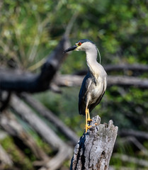 Black-crowned Night Heron Fishing