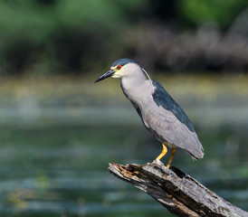 Black-crowned Night Heron Fishing