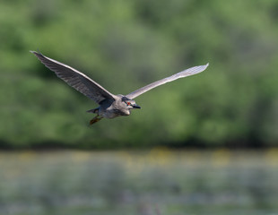 Black-crowned Night Heron in Flight