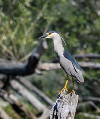 Black-crowned Night Heron Fishing