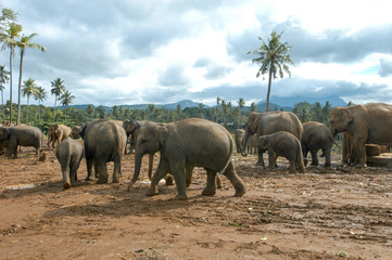 Naklejka na ściany i meble Elephants from the Pinnewala Elephant Orphanage