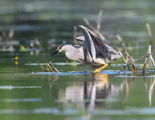 Black-crowned Night Heron Fishing
