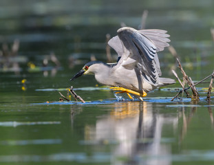 Black-crowned Night Heron Fishing