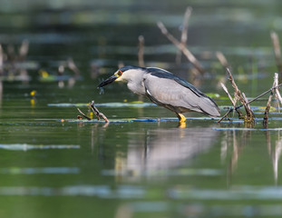 Black-crowned Night Heron