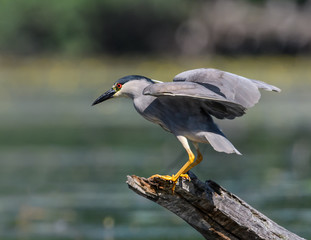Black-crowned Night Heron