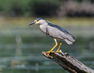 Black-crowned Night Heron Fishing