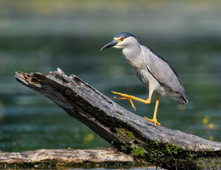 Fototapeta premium Black-crowned Night Heron