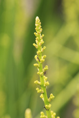 Dracaena Loureiri Gagnep