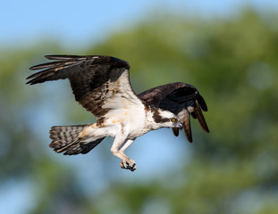 Osprey Landing