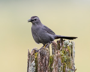 Gray Catbird Calling