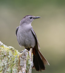 Gray Catbird Portrait