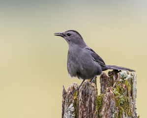 Gray Catbird 