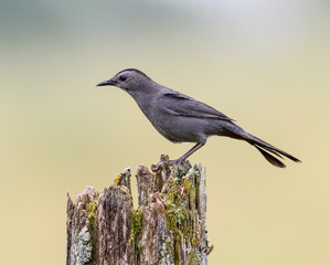 Gray Catbird Portrait