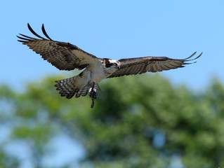 Osprey in Flight
