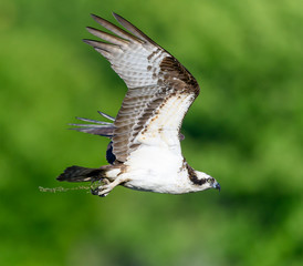 Osprey in Flight on Green Background