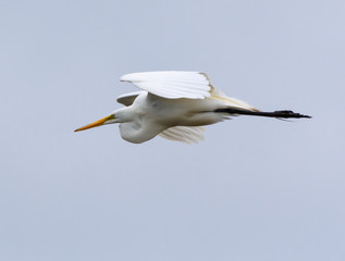 Great Egret with Reflection Fishing