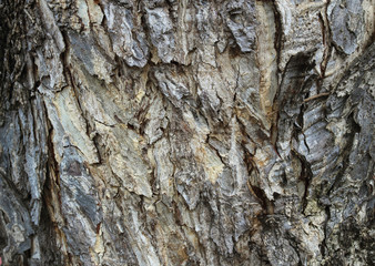 Tree bark texture
