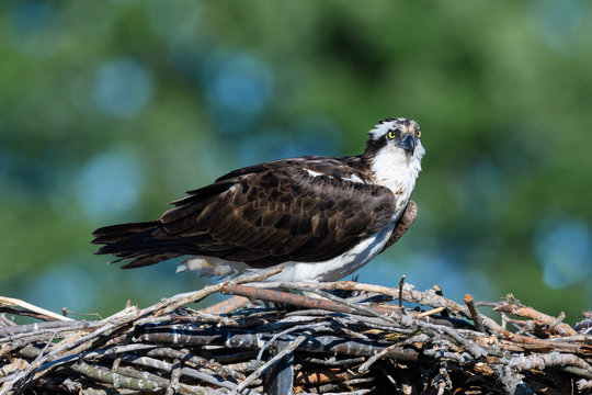 Osprey Standing on the Nest