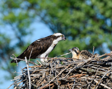 Female Osprey with Chick Sitting in Nest 