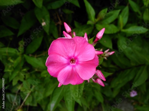 "Single pink phlox flower." Stock photo and royalty-free ...