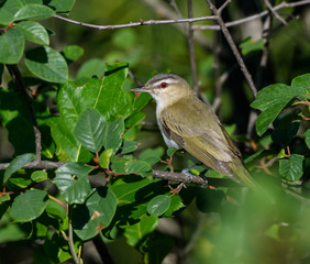 Red-Eyed Vireo