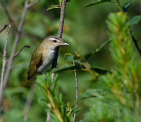 Red-Eyed Vireo