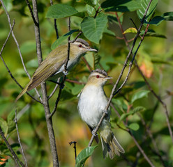 Red-Eyed Vireos