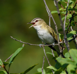 Obraz premium Red-Eyed Vireo