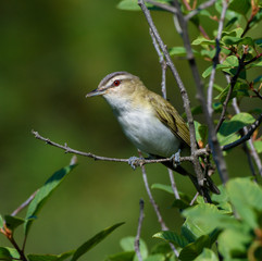 Red-Eyed Vireo