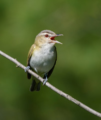 Red-Eyed Vireos