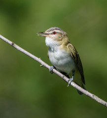 Red-Eyed Vireo Portrait on Green Background