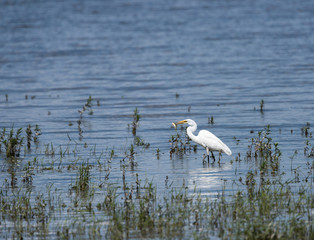  Great Egret Fishing
