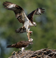Male Osprey in Flight with Fish on Green Background