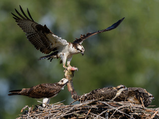 Male Osprey Brings Fish to the nest
