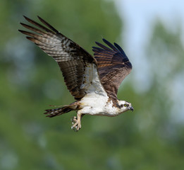 Male Osprey in Flight  on Green Background