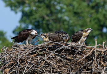 Male and Female Osprey with the Chicks on the Nest
