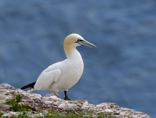 Obraz premium Northern Gannet Portrait