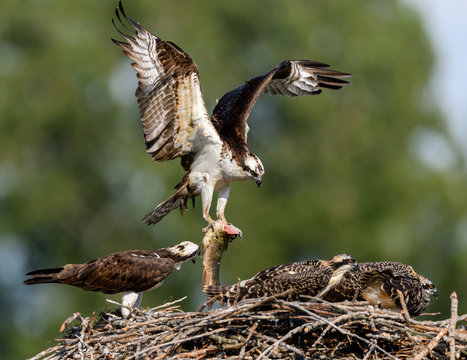 Male Osprey Brings a Fish to the Nest