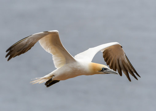 Northern Gannet in Flight