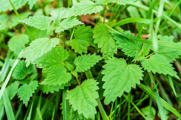 Fresh green leaves of a stinging nettle